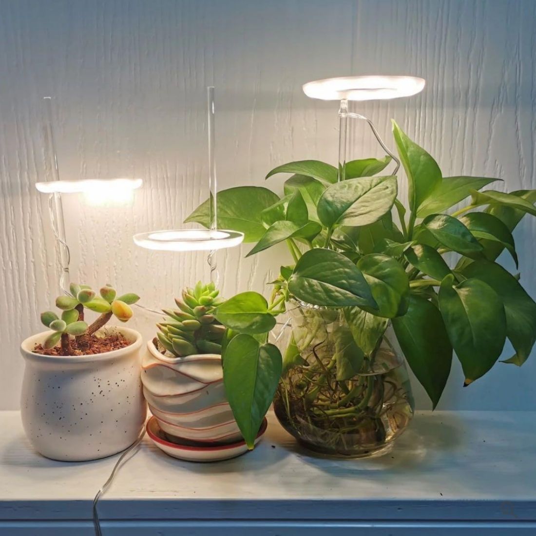 GrowGlow™ Mimics natural sunlight 3