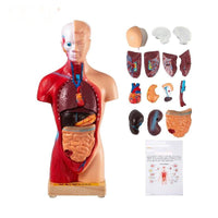 Menselijk Torso Anatomie Model 15 Onderdelen - 28 cm met Hersen, schedel, Hoofd, Hart &amp; Verwijderbare Organen - Duurzaam PVC, Displaybasis &amp; Handleiding Inbegrepen