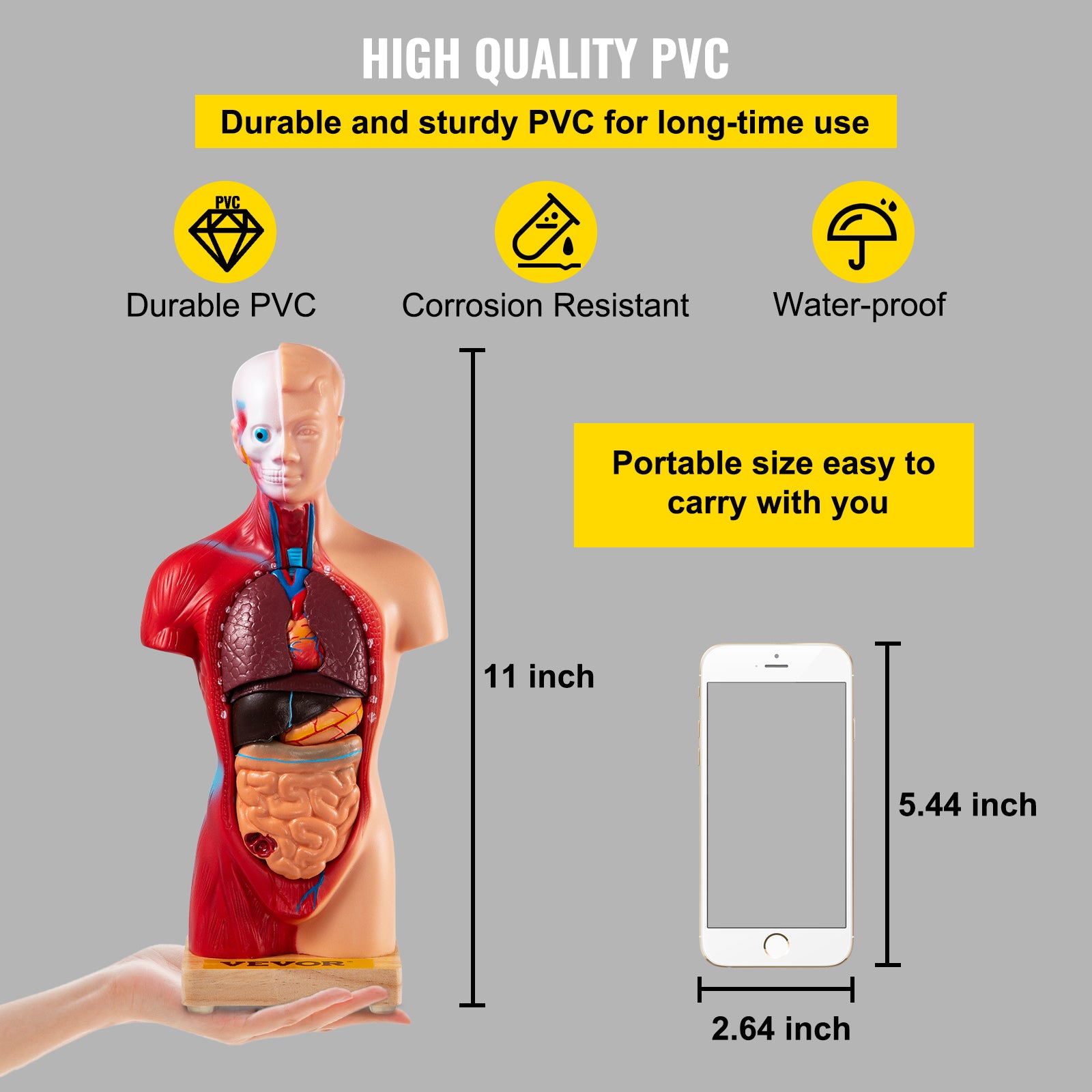 Menselijk Torso Anatomie Model 15 Onderdelen - 28 cm met Hersen, schedel, Hoofd, Hart &amp; Verwijderbare Organen - Duurzaam PVC, Displaybasis &amp; Handleiding Inbegrepen