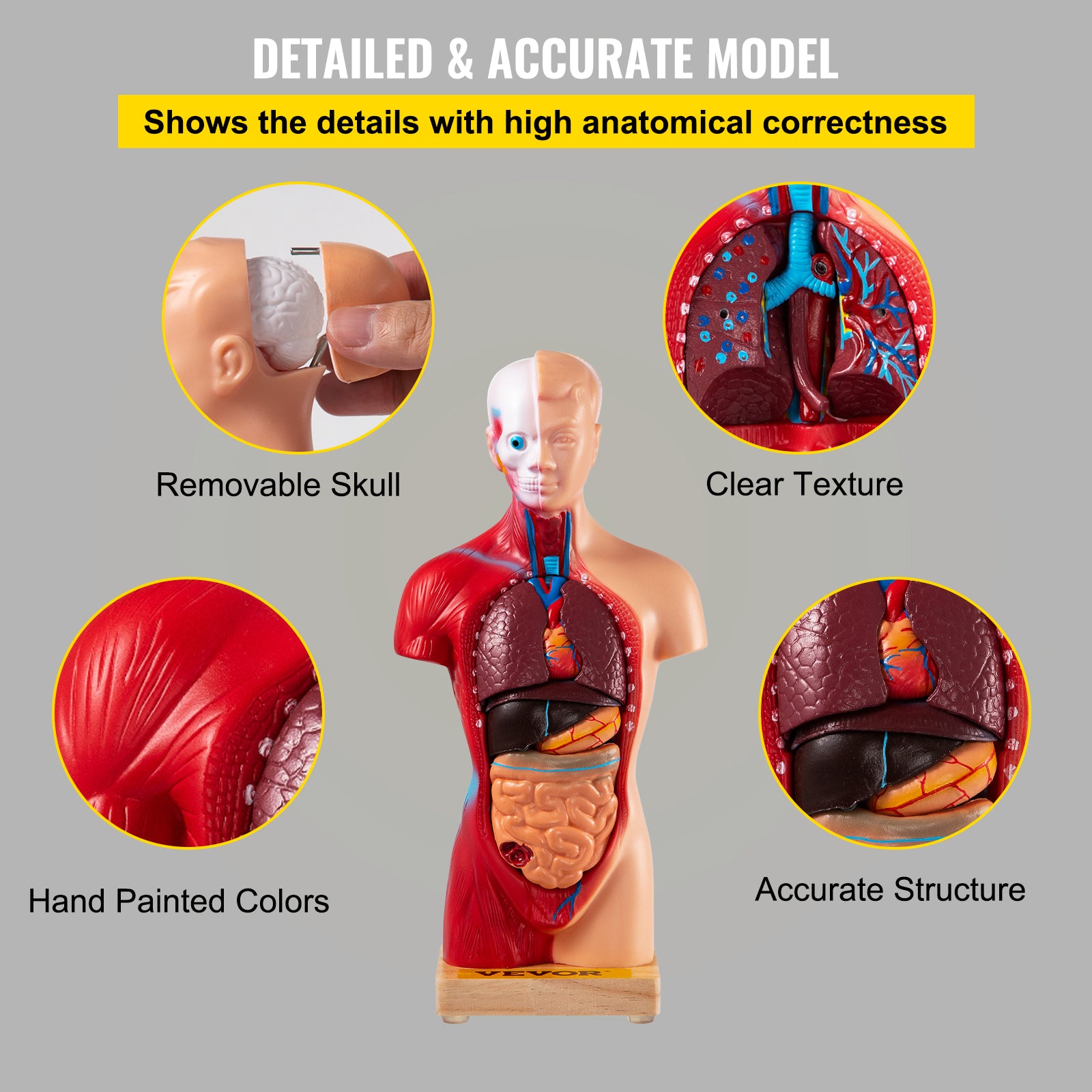 Menselijk Torso Anatomie Model 15 Onderdelen - 28 cm met Hersen, schedel, Hoofd, Hart &amp; Verwijderbare Organen - Duurzaam PVC, Displaybasis &amp; Handleiding Inbegrepen