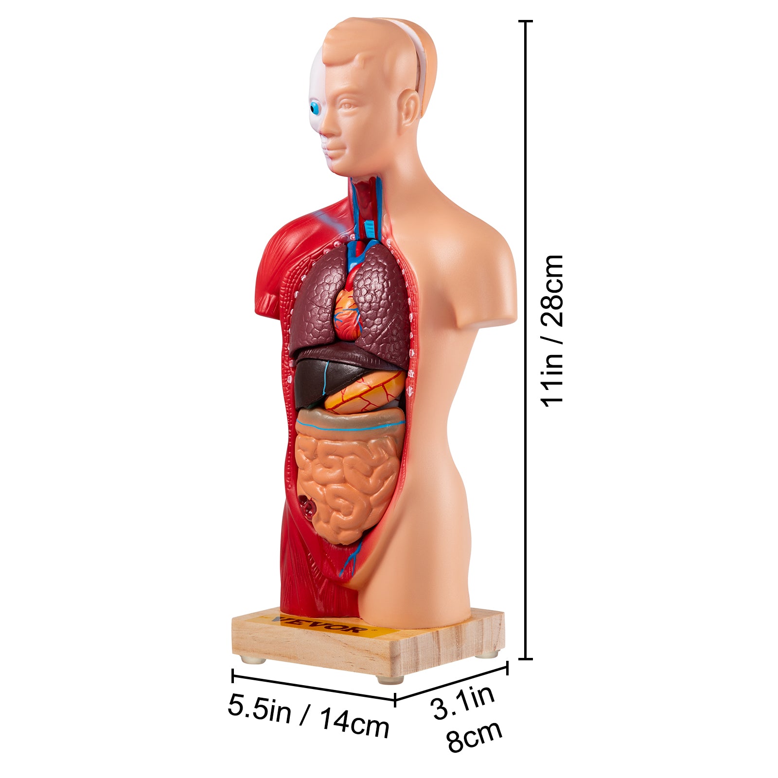 Menselijk Torso Anatomie Model 15 Onderdelen - 28 cm met Hersen, schedel, Hoofd, Hart &amp; Verwijderbare Organen - Duurzaam PVC, Displaybasis &amp; Handleiding Inbegrepen